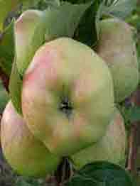 jablonja-bogatyr