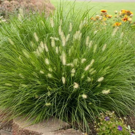 Перистощетинник (Pennisetum)